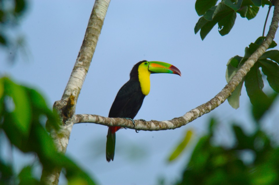 Belize National Bird Keel Billed Toucan - Pioneer Expeditions