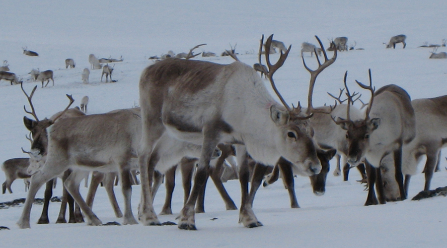 Saami Reindeer Migration - Norway - Pioneer Expeditions