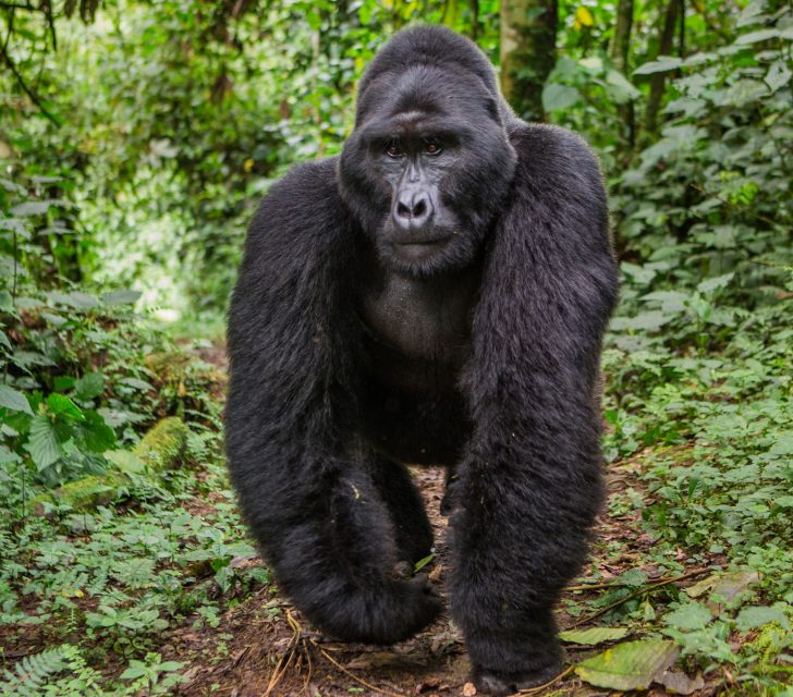 Dominant male mountain gorilla in rainforest. Uganda. Bwindi
