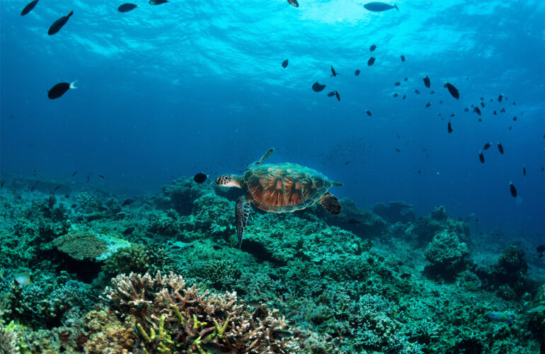 Underwater beauty in Borneo.