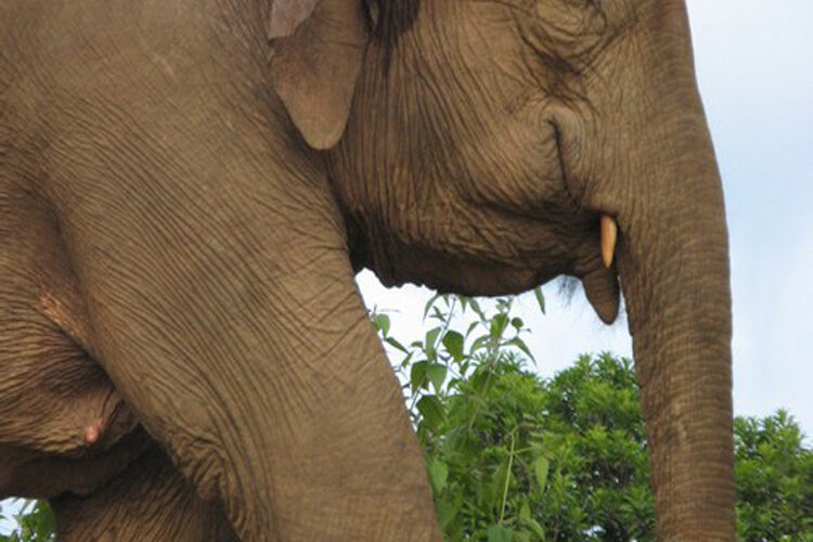 Extraordinary Elephant.