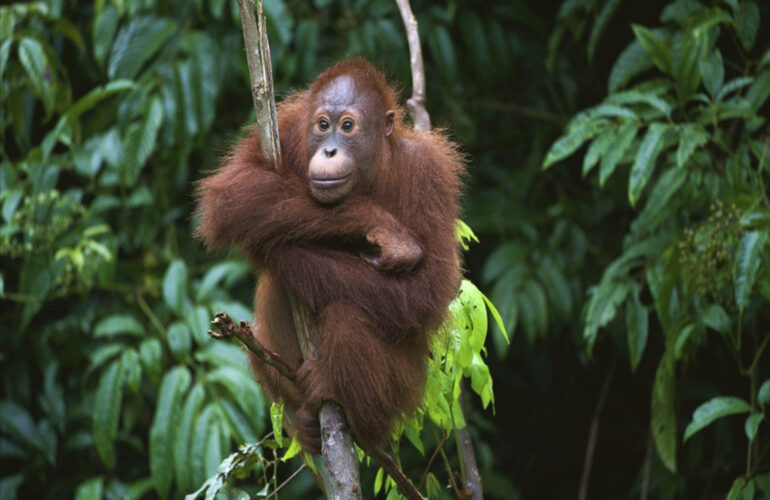 Orang-utan in Borneo.