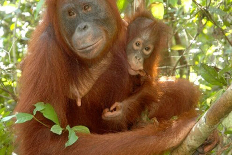 Explore Borneo's unique wildlife on this adventure.