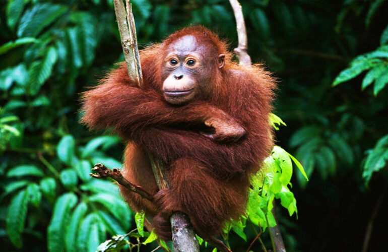 Monkey in Borneo.
