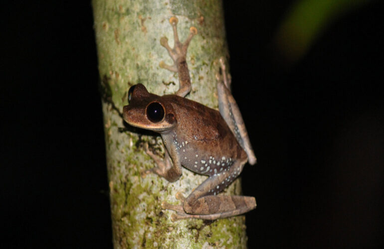 Tree Frog.