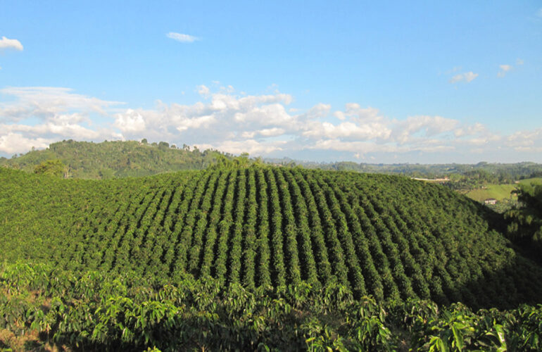 UNESCO site in The Colombian Coffee Region.