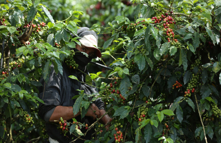 The Production of the World-Famous Colombian Coffee
