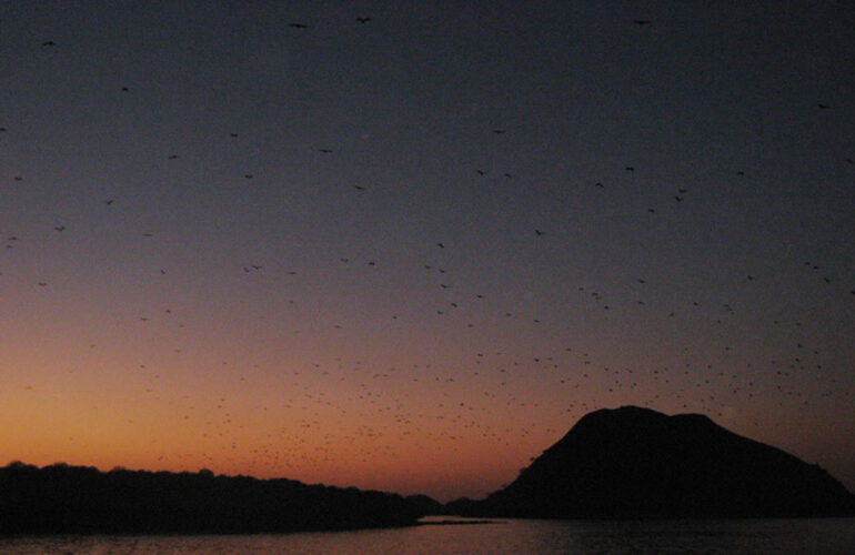 Thousands of bats fill the evening sky at Kalong Island