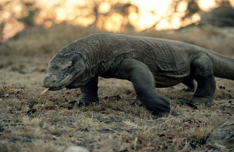 The Komodo Dragons are one of the highlights of this Indonesia adventure holiday