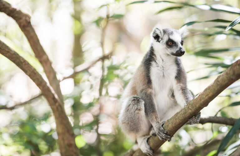 Ring tailed lemur at Bezaha Mahafaly Reserve