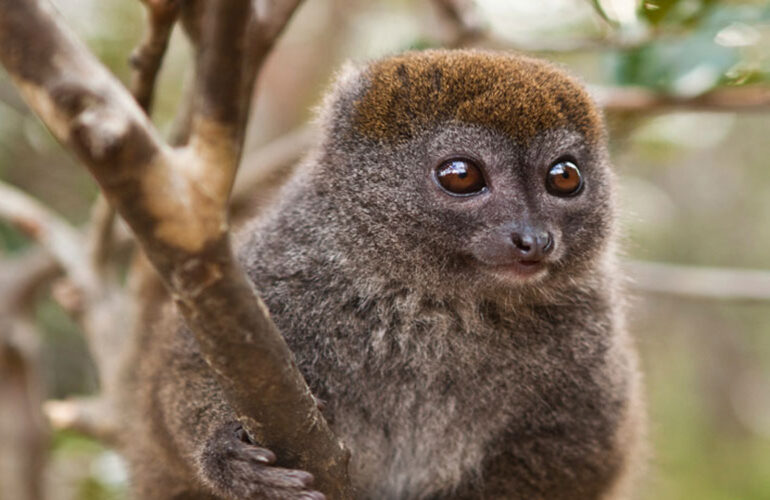 Bamboo lemur Ranomafana