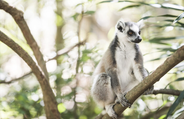 Local wildlife the ring tailed lemur