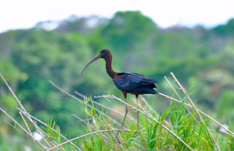 Ankarafantsika National Park is the place for bird watchers