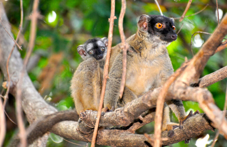 A common brown lemur & baby at Ankarafantsika