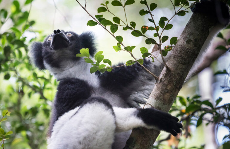 The majestic Indri at Andasibe National Park