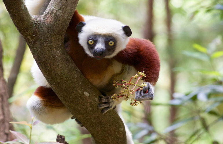 Wildlife in Madagascar