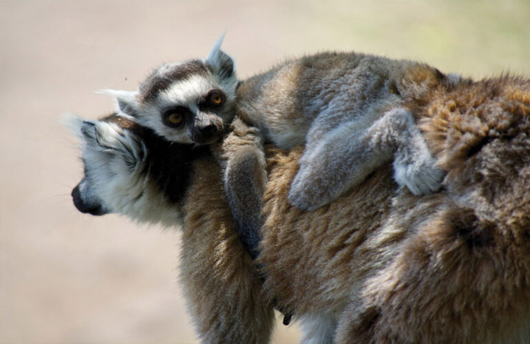 Ring tailed lemur and baby