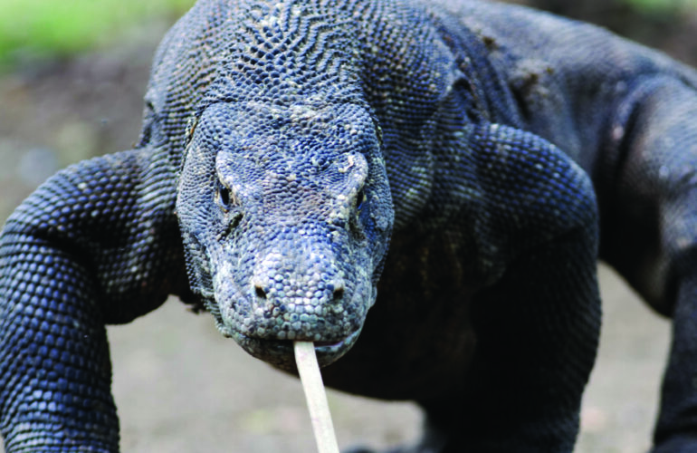 Komodo dragon, Varanus komodoensis, single lizard on floor,  Komodo Indonesia, March 2011