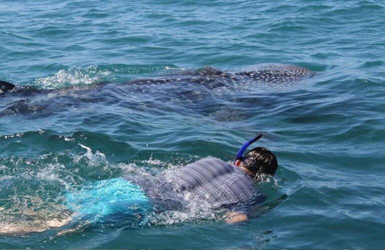swimming with seals