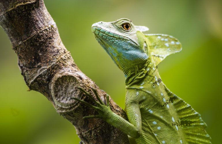 Boca Tapada, Alajuela Province, Costa Rica