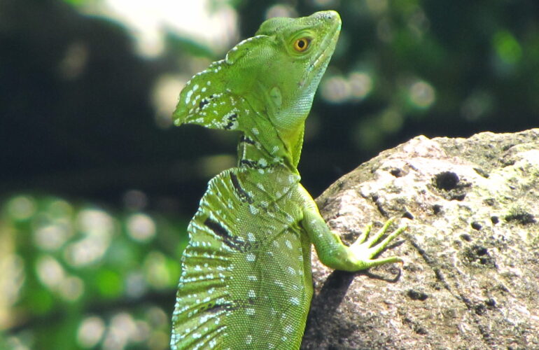 Iguana verde