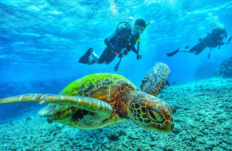 diving-turtle-galapagos-cruises