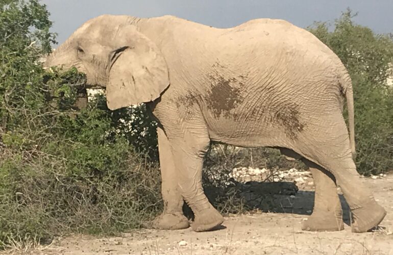 elephant in bush ErQZxnXJ