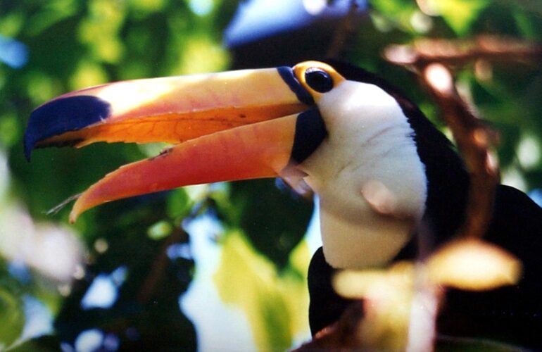 1.jpg toucan