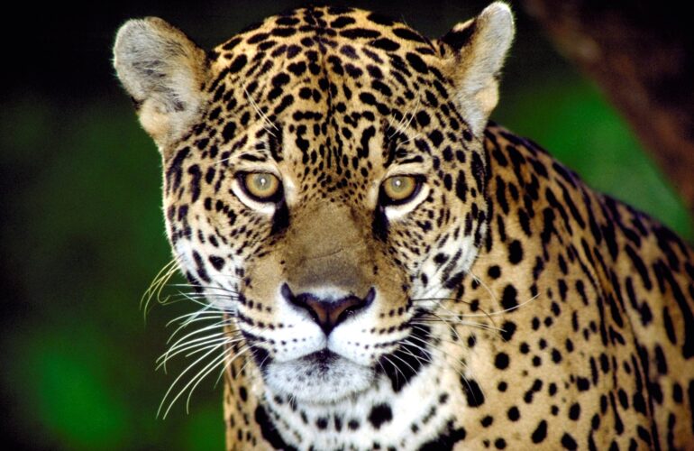 3.jpg jaguar