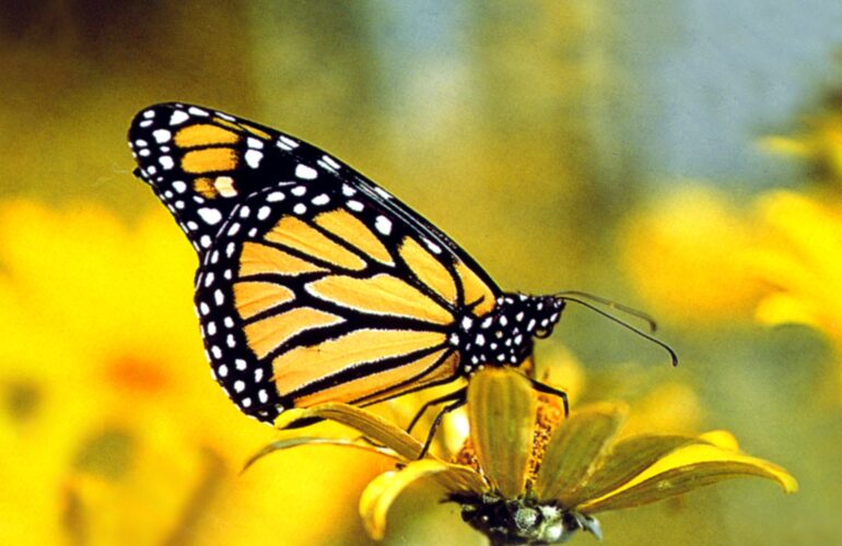 5.jpg butterfly
