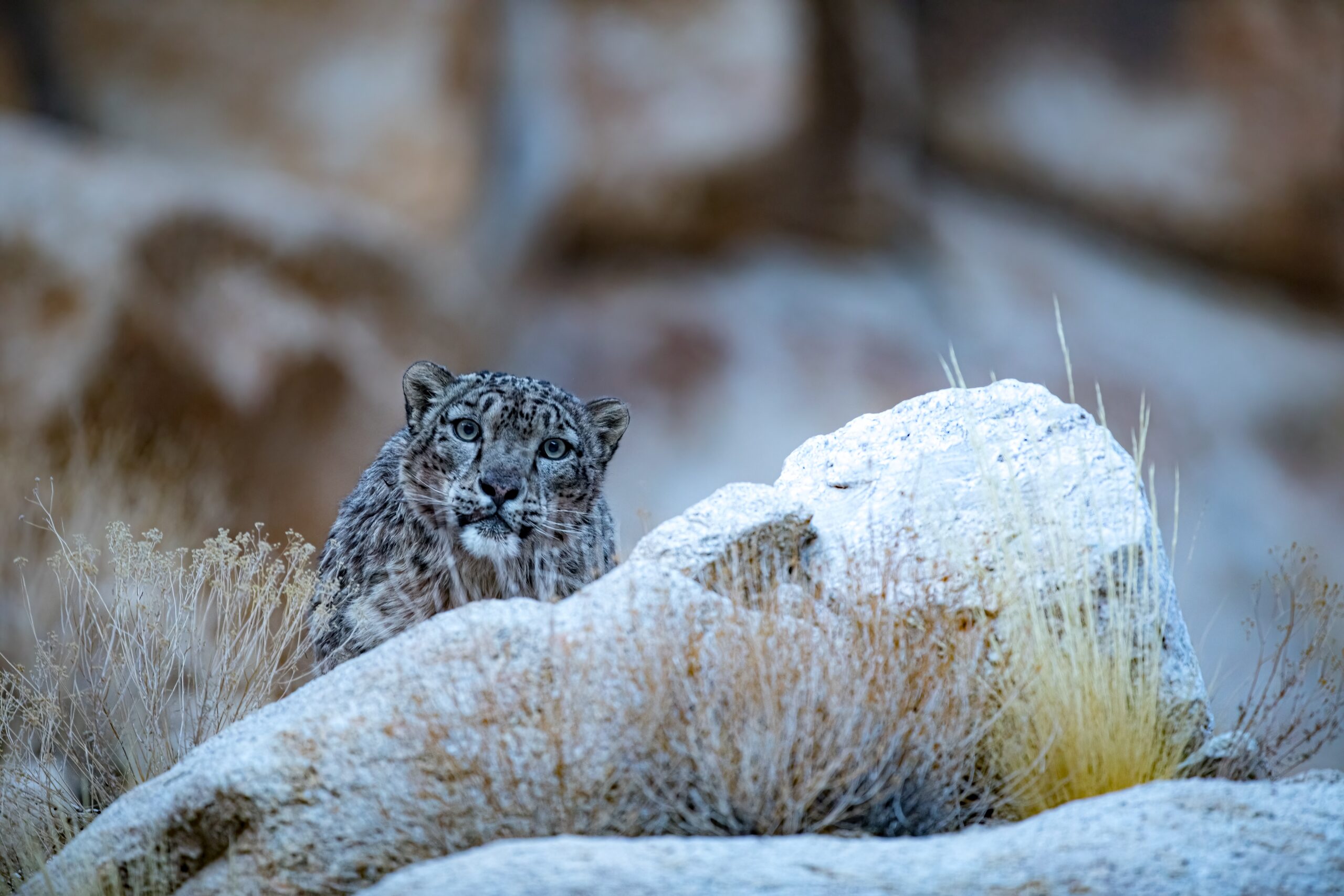 What it's like to trek with snow leopards in Ladakh