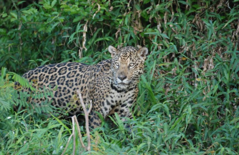 Baiazinha Aynore DSC_0301 Jaguar Gondwana