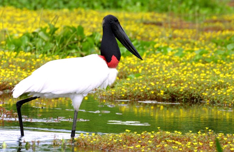 PANTANAL - Jabiru stork