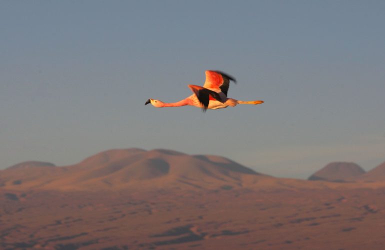 San_Pedro_de_Atacama_4